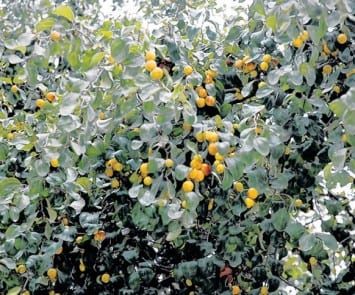 Jujube Tree with ripened fruits at Sri Harmandir Sahib