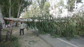 After cutting, tree of Safaida (Eucalyptus) throws on National highway near Tarn Taran 1