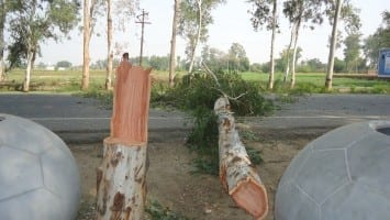 After cutting, tree of Safaida (Eucalyptus) throws on National highway near Tarn Taran 2